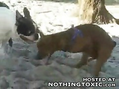 Horny dog jerks himself off