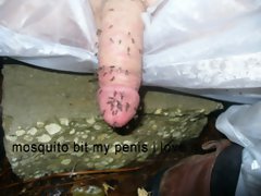 mosquito bit my penis